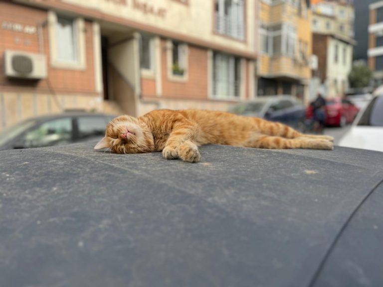 WhatsApp Image 2025-11-27 at 16.29.29 (1)